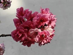 拍摄花卉一（979）