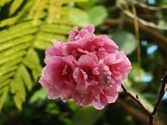 拍摄花卉一（979）