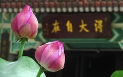 [26195] 六榕寺的荷花（上）