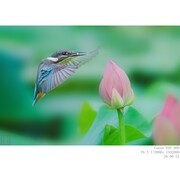 260623 翠鸟
