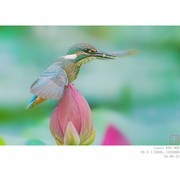 260623 翠鸟