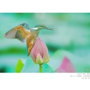 260623 翠鸟