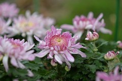 秋菊