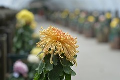 秋菊