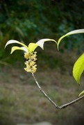 月桂飘香1
