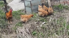 农家土鸡