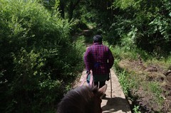 探访云南拉市茶马古道