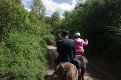 探访云南拉市茶马古道