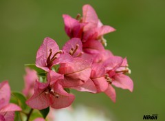 植物园的三角梅。