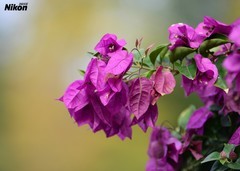 植物园的三角梅。