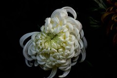 2025花卉植物赏析——菊花【2】