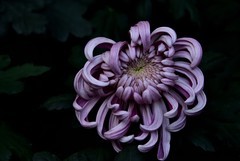 2025花卉植物赏析——菊花【2】