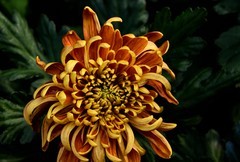 2025花卉植物赏析——菊花【2】