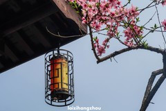 皋亭千桃园（1）