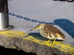 鹭鸟