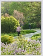 春暖花开【丙午年-062】