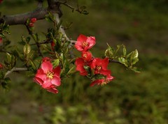 贴梗海棠（12）