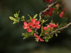 贴梗海棠（12）