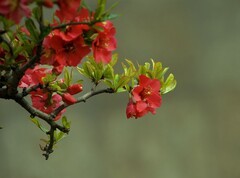 贴梗海棠（12）