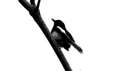 1470【不老松：二游海南纪实】临高长島兰湾的鳥!