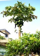 1469【不老松：二游海南纪实】临高长島兰湾的木瓜！