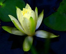 1471【不老松：二游海南纪实】临高长島兰湾的睡莲!