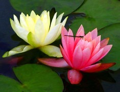 1471【不老松：二游海南纪实】临高长島兰湾的睡莲!