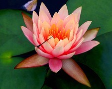 1471【不老松：二游海南纪实】临高长島兰湾的睡莲!