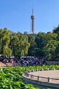 夏 日 的 大 连 劳 动 公 园