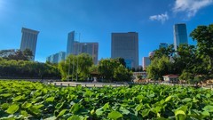 夏 日 的 大 连 劳 动 公 园