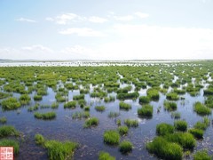 2025.6.27若尔盖花湖（8）