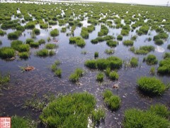 2025.6.27若尔盖花湖（8）