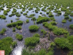 2025.6.27若尔盖花湖（8）