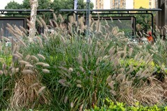 庐州印象（522）