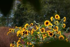 宁波植物园秋拍之二