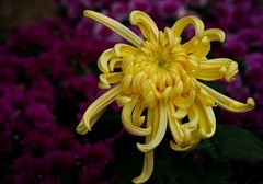 宁波植物园秋拍之二