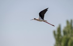 鸟中仙子---黑翅长脚鹬（十七）