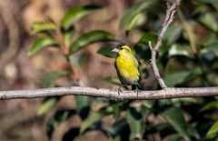 小黄雀（三十四）