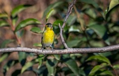 小黄雀（三十四）