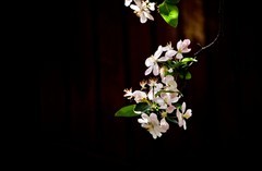 随拍——灿烂的春花