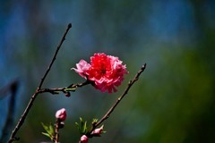 随拍——灿烂的春花