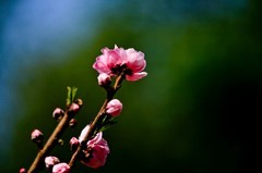 随拍——灿烂的春花