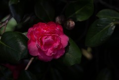 橘子洲拍山茶花