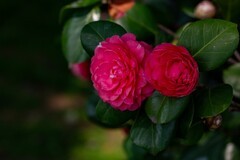 橘子洲拍山茶花