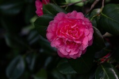 橘子洲拍山茶花