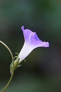牵牛花（二）