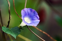 牵牛花（二）
