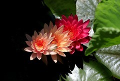《睡莲花14》