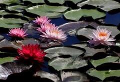《睡莲花14》