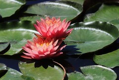 《睡莲花14》